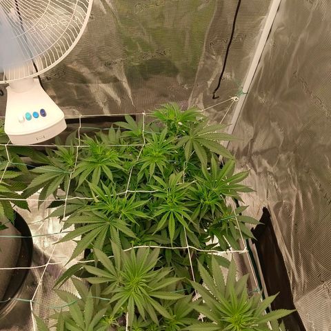 Mimosa x Orange Punch #1 growlog timeline photo