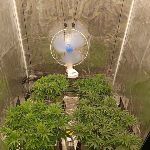 Bruce Banner #5 growlog timeline photo