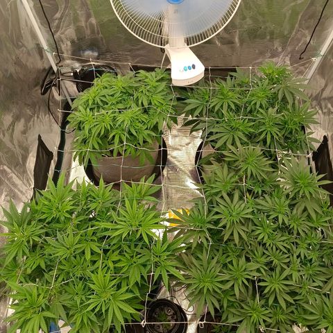 Bruce Banner #5 growlog timeline photo