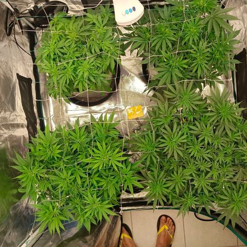 Bruce Banner #5 growlog timeline photo