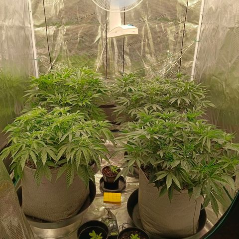 Bruce Banner #5 growlog timeline photo