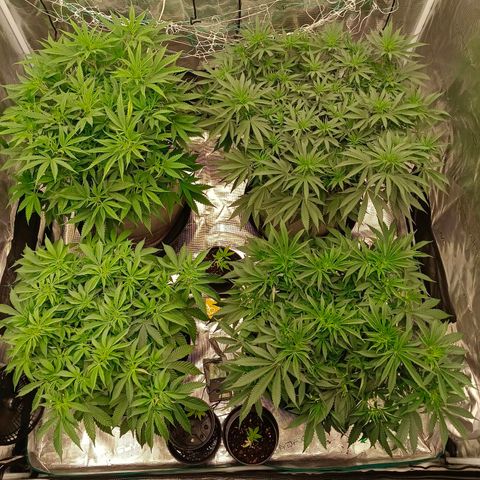 Bruce Banner #5 growlog timeline photo