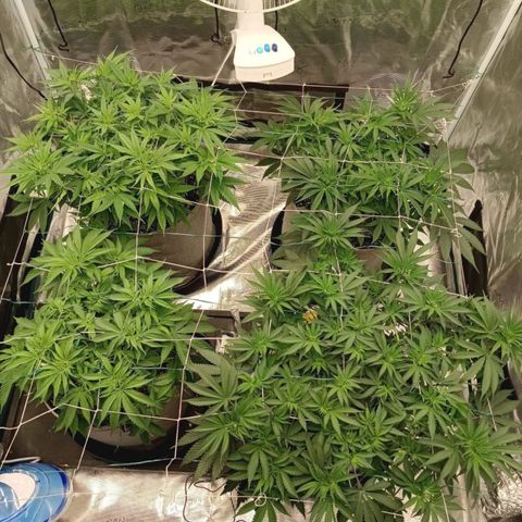 Bruce Banner #5 growlog timeline photo