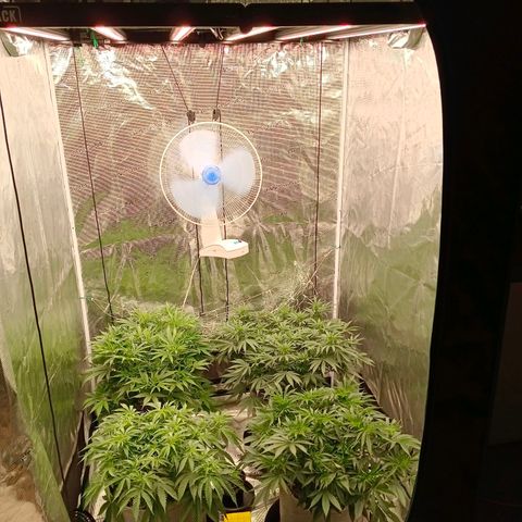 Bruce Banner #5 growlog timeline photo