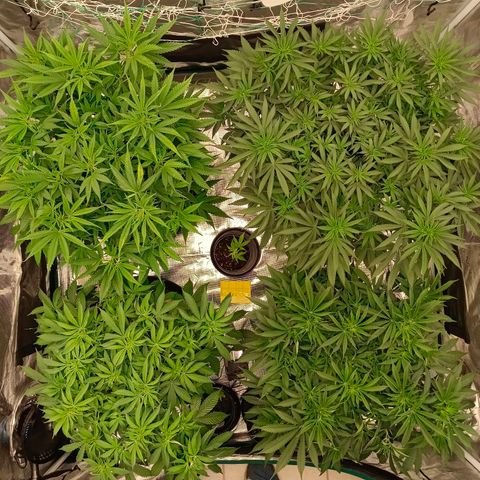 Bruce Banner #5 growlog timeline photo