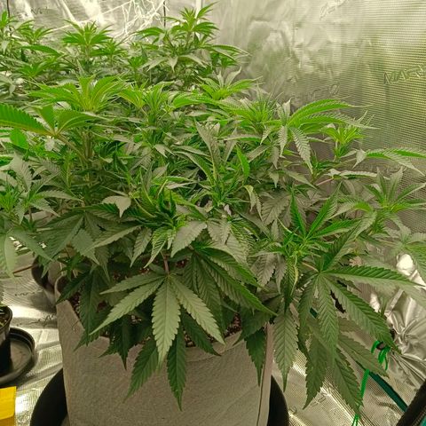 Mimosa x Orange Punch #1 growlog timeline photo