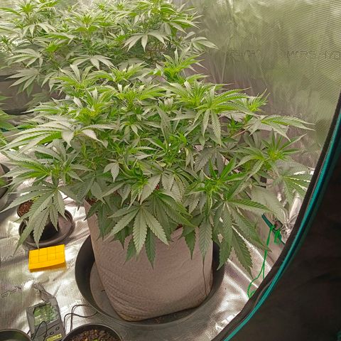 Mimosa x Orange Punch #1 growlog timeline photo