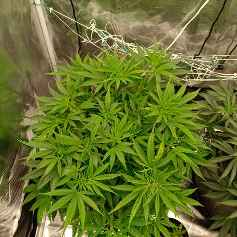 Special Skunk - Bulk seed bank growlog timeline photo