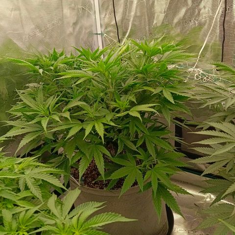 Special Skunk - Bulk seed bank growlog timeline photo
