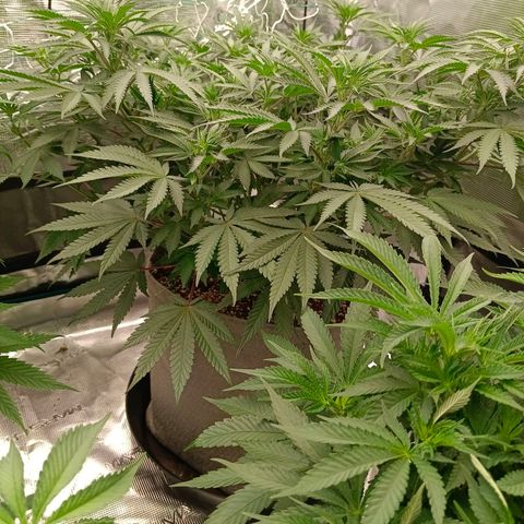 Bruce Banner #5 growlog timeline photo