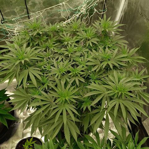 Bruce Banner #5 growlog timeline photo