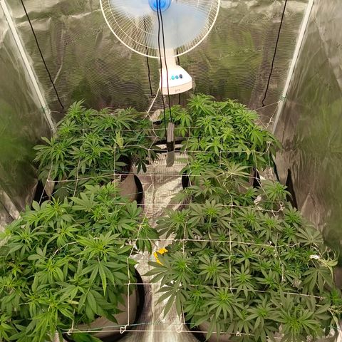 Bruce Banner #5 growlog timeline photo