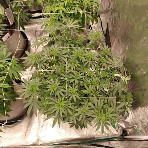 Bruce Banner #5 growlog timeline photo