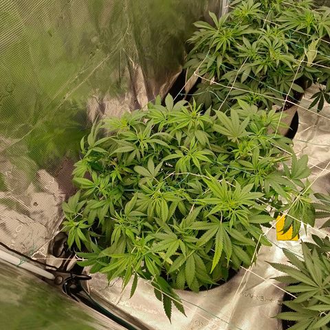 Special Skunk - Bulk seed bank growlog timeline photo
