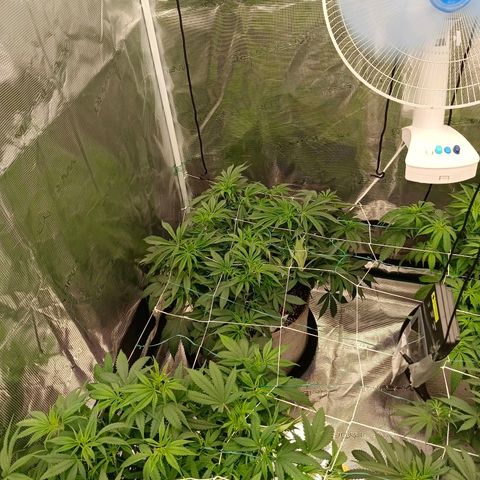 Mimosa x Orange Punch #1 growlog timeline photo