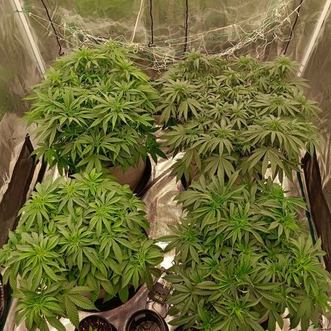 Bruce Banner #5 growlog timeline photo