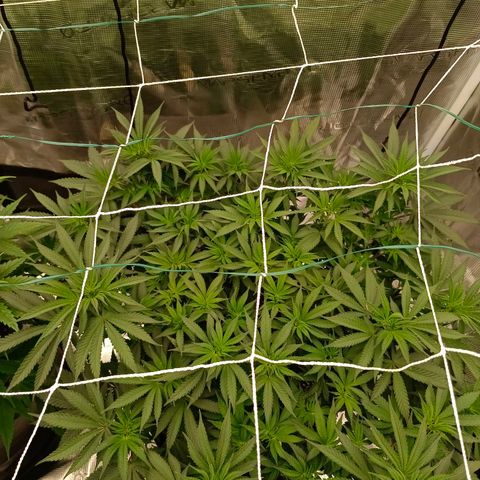 Bruce Banner #5 growlog timeline photo