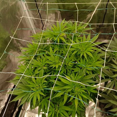 Special Skunk - Bulk seed bank growlog timeline photo
