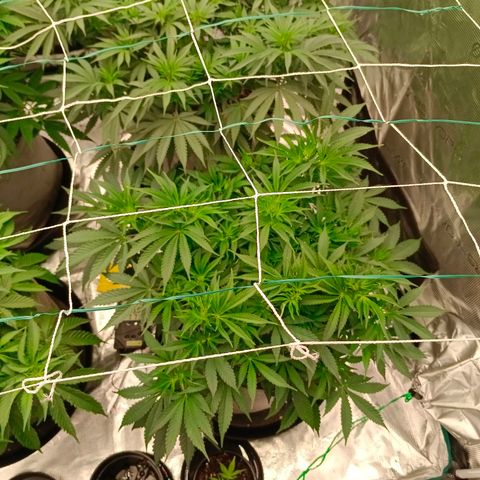 Mimosa x Orange Punch #1 growlog timeline photo