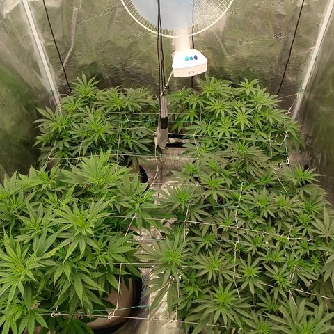 Bruce Banner #5 growlog timeline photo