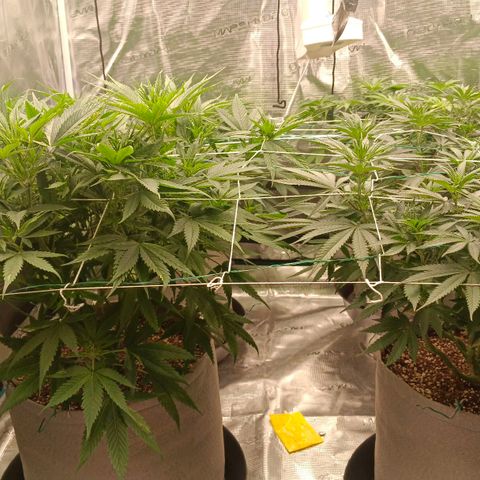 Bruce Banner #5 growlog timeline photo