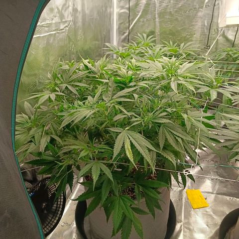 Special Skunk - Bulk seed bank growlog timeline photo