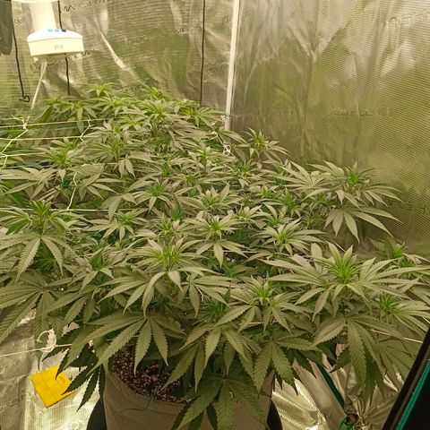 Bruce Banner #5 growlog timeline photo