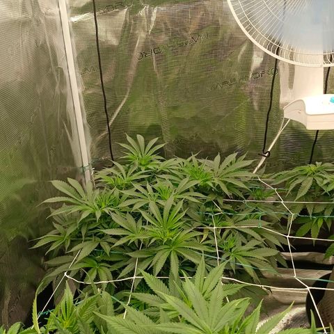 Mimosa x Orange Punch #1 growlog timeline photo
