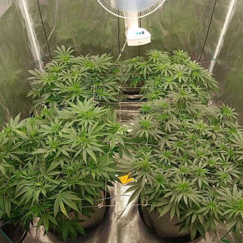 Bruce Banner #5 growlog timeline photo