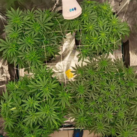Bruce Banner #5 growlog timeline photo