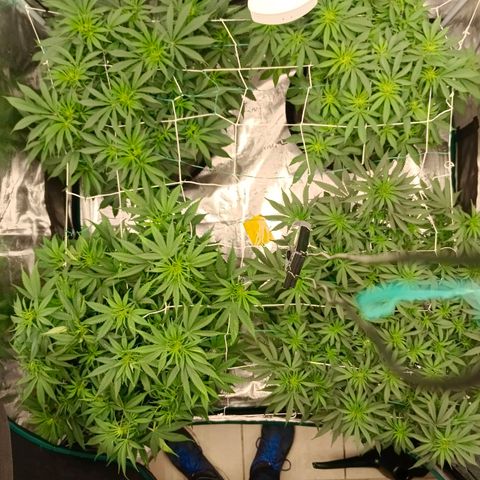 Bruce Banner #5 growlog timeline photo