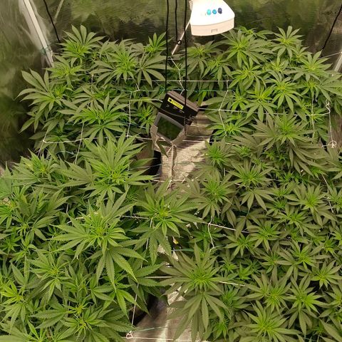 Bruce Banner #5 growlog timeline photo