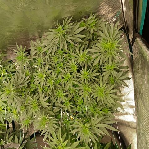Bruce Banner #5 growlog timeline photo