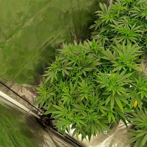 Special Skunk - Bulk seed bank growlog timeline photo