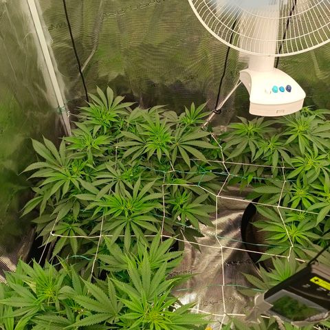 Mimosa x Orange Punch #1 growlog timeline photo