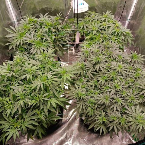 Bruce Banner #5 growlog timeline photo