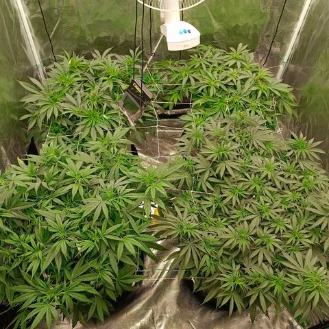 Bruce Banner #5 growlog timeline photo