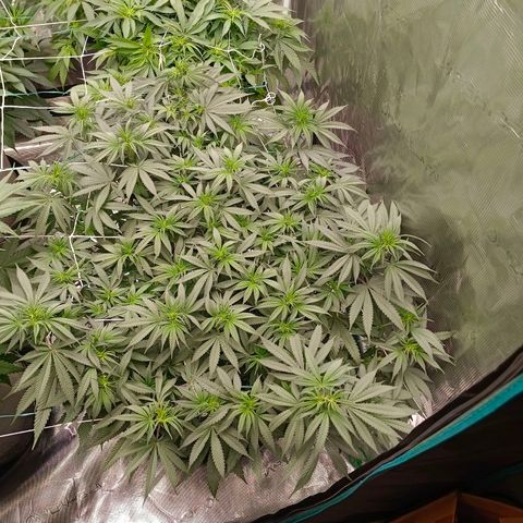 Bruce Banner #5 growlog timeline photo