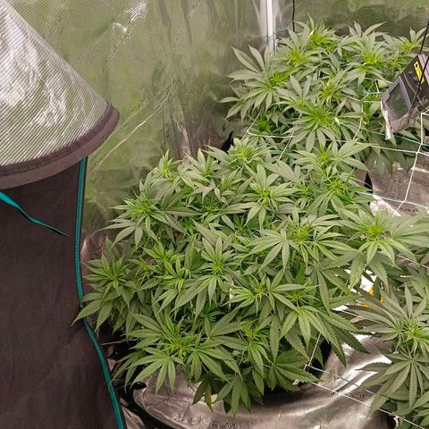 Special Skunk - Bulk seed bank growlog timeline photo