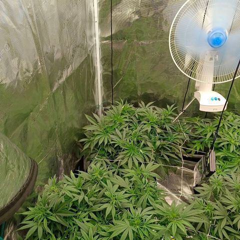 Mimosa x Orange Punch #1 growlog timeline photo