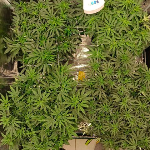 Bruce Banner #5 growlog timeline photo