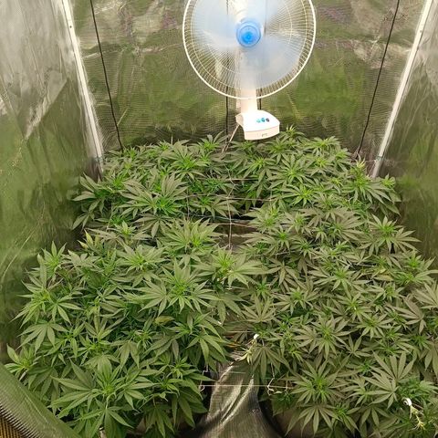 Bruce Banner #5 growlog timeline photo