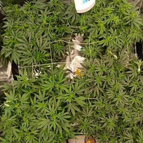 Bruce Banner #5 growlog timeline photo