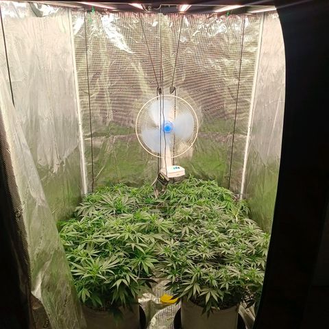 Bruce Banner #5 growlog timeline photo