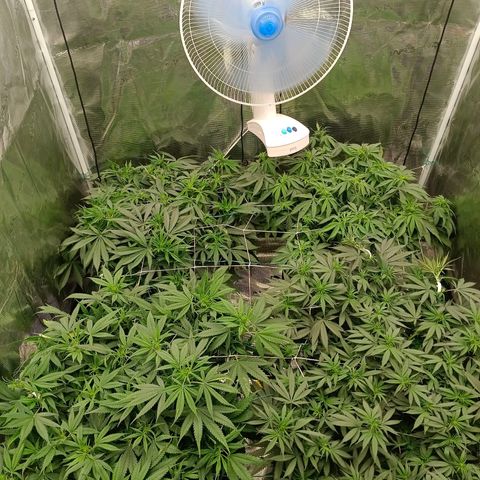 Bruce Banner #5 growlog timeline photo