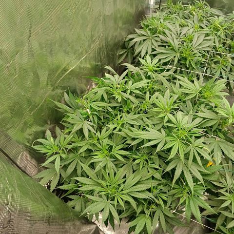 Special Skunk - Bulk seed bank growlog timeline photo