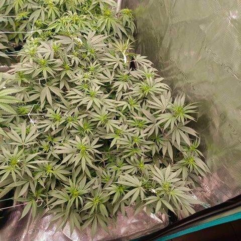 Bruce Banner #5 growlog timeline photo