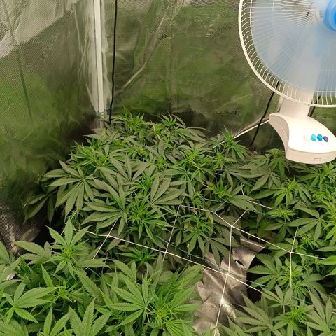 Mimosa x Orange Punch #1 growlog timeline photo