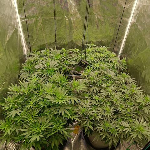 Bruce Banner #5 growlog timeline photo