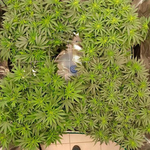 Bruce Banner #5 growlog timeline photo